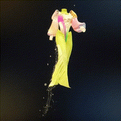 Bluebird aka Dilek Sezen's several digital artworks in web3